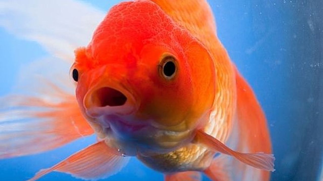 Какие ноздри у рыб. Рыбки. Золотая рыба. Рыба Золотая рыбка. Золотая рыбка аквариумная.