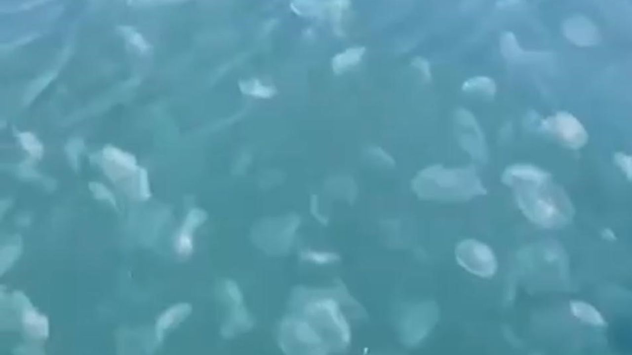 Gemlik'te denizanası istilası
