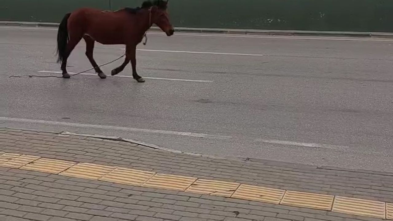 Bursa sokaklarında başıboş at
