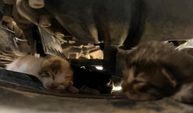 Yavru kediler otomobilin motoruna sıkıştı