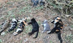 Boş arazide 15 ölü kedi bulundu