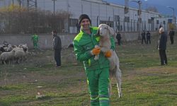 Keçi ve koyunlar kaçtı, belediye ekipleri kovaladı