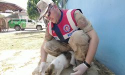 Deprem nedeniyle sahipsiz kalan hayvanlar beslendi
