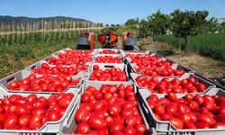 Rusya'ya domates ihracatında artış