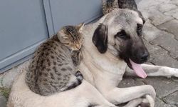 Köpek ve kedinin iç ısıtan dostluğu