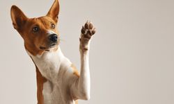 Sosyal medyada viral oldu! Köpeklerin tırnakları nasıl kesilir?