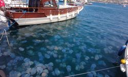 İzmir Foça'da denizanası tehlikesi