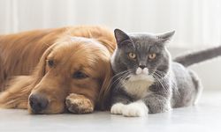 Kedi ve köpek birbirlerine nasıl alıştırılır?