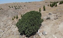 700 yıllık ağaç tescillendi