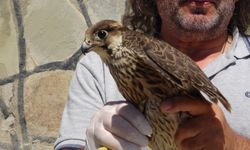 İsrail’de halkalanan gökdoğan kuşunun tedavisi yapıldı