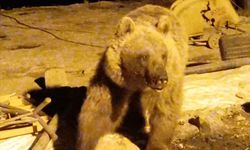 Yüksekova’da ayılar bir şantiyeyi mesken tuttu