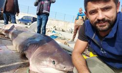 Gemlik'te 1 tonluk köpekbalığı ile selfi çektirdiler