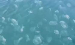 Gemlik'te denizanası istilası