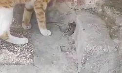 Kediden korkan fareden Oscarlık ölü taklidi