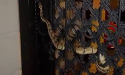 Apartmanın kapısına yılan dolandı