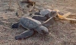 250 bin yavru kaplumbağa denizle buluştu