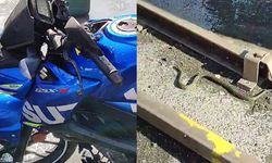 Direksiyondan yılan çıktı: Sürücü şoka uğradı