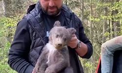 Ormandan şehre inen yavru ayı maskot oldu