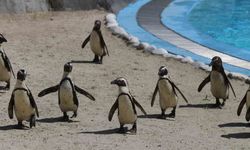 Bursa Hayvanat Bahçesi’nde penguen ailesine 2 yeni üye