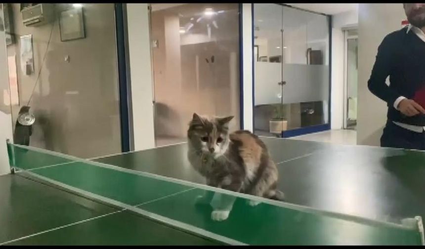 Sevimli kedinin masa tenisi eğlencesi