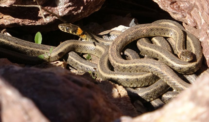 Zararsız yılanlar Yüksekova'da görüldü