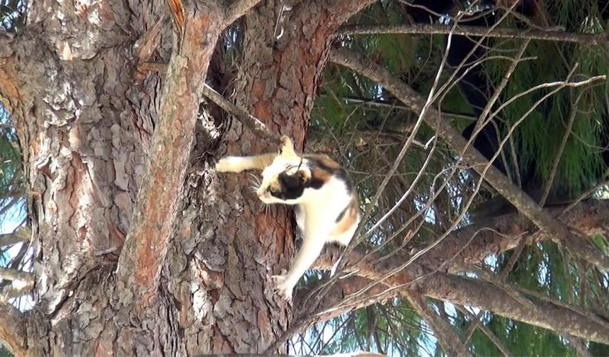 Ağaçta mahsur kalan kedi böyle kurtarıldı