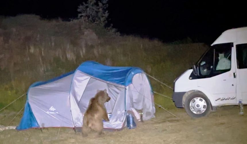 Kampçıların çadırına ayı saldırdı